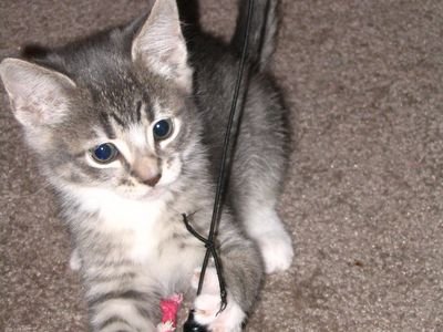 Tabby kitten playing with a wand lure toy on carpet (item type photo, not the exact product)