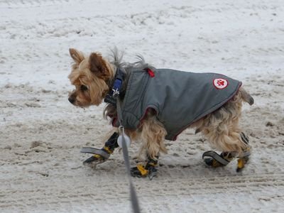 Small dog wearing a padded grey winter coat on a snowy path (item type photo, not the exact product)