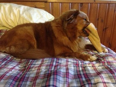 Dog lying on a blanket chewing a dental treat (item type photo, not the exact product)