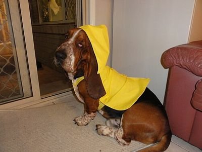 Basset hound wearing a yellow hooded dog coat (item type photo, not the exact product)