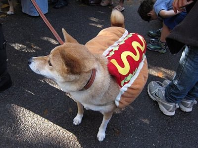 Dog wearing a hot dog costume (item type photo, not the exact product)