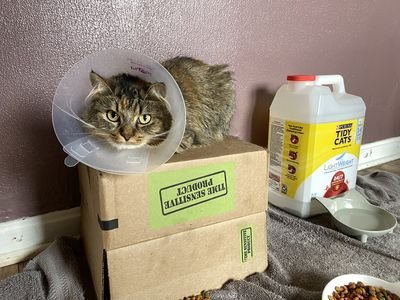 Cat wearing a clear recovery cone resting on a cardboard box (item type photo, not the exact product)
