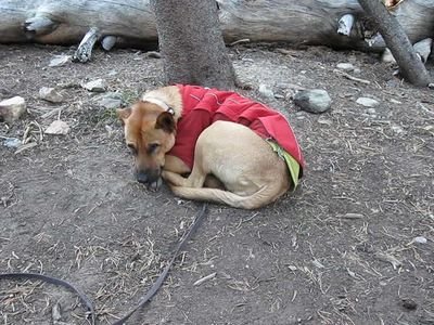 Small dog wearing a red padded vest outdoors (item type photo, not the exact product)