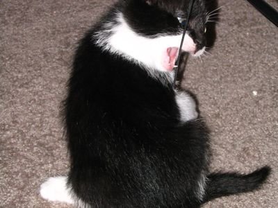 Black and white kitten biting a teaser lure toy (item type photo, not the exact product)