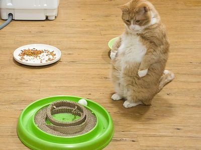 Cat standing beside a green circular ball-track toy (item type photo, not the exact product)