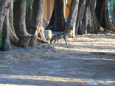 Dog foraging with its nose near trees (foraging activity photo; snuffle mat product not shown)