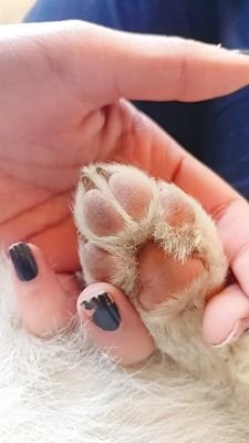Owner holding a dog's paw to show the paw pads, where paw wax is applied