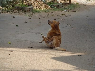Dog scratching itself (item type photo, not the exact product)