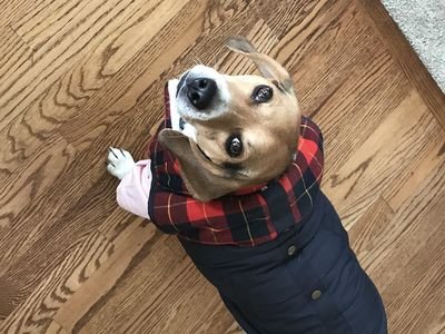 Beagle wearing a dark winter sweater on a wooden floor (item type photo, not the exact product)