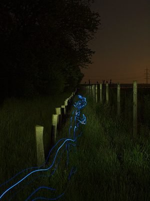 Dog wearing a lighted safety collar at night (item type photo, not the exact product)