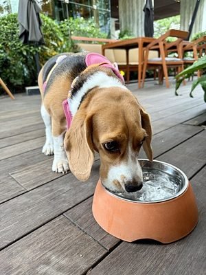 Beagle drinking from a water bowl (item type photo, not the exact product)