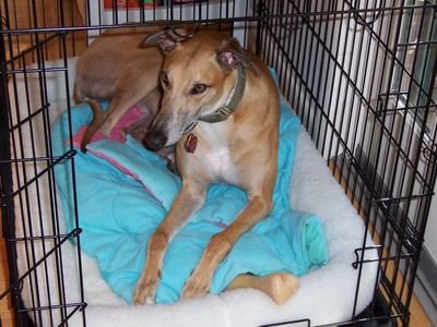 A greyhound resting on a blanket inside a wire dog crate (item type photo, not the exact product)