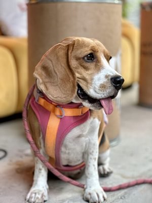 Beagle wearing a walking harness (item type photo, not the exact product)