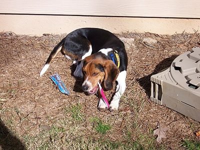 Beagle lying on the ground with a toothbrush (item type photo, not the exact product)