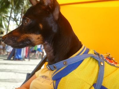 Dog wearing a harness over a warm yellow top (item type photo, not the exact product)