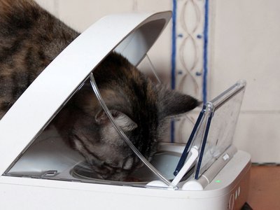 Cat eating from a covered microchip-controlled feeder (item type photo, not the exact product)