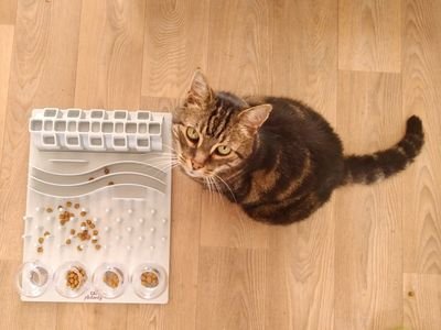 Tabby cat sitting beside a white puzzle slow feeder with kibble (item type photo, not the exact product)