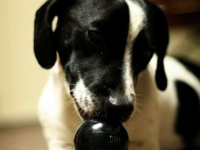 A black and white dog chewing a black stuffable rubber toy (item type photo, not the exact product)