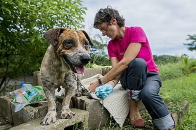 Veterinary staff treating a dog at a clinic (item type photo, not the exact product)