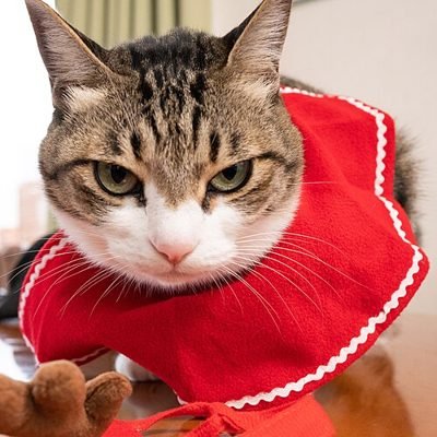 Cat wearing a decorative breakaway-style collar (product not shown)