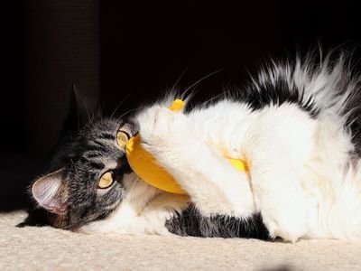 Black and white cat lying on its side hugging a yellow kicker toy (item type photo, not the exact product)