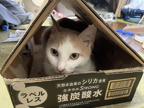 White and grey cat resting inside a covered cardboard cat house