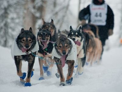 Team of sled dogs wearing blue booties on a snowy trail (item type photo, not the exact product)