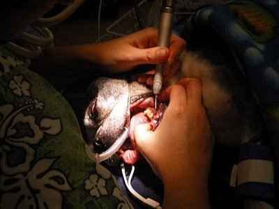 Dog having its teeth cleaned (item type photo, not the exact product)
