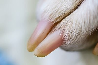 Close-up of a dog's toenails, which toe grips slip over