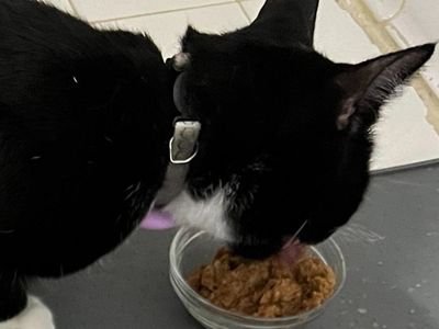 Black and white cat eating wet food from a bowl (item type photo, not the exact product)