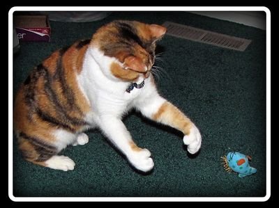 Calico cat batting at a small fish-shaped toy on a dark rug (item type photo, not the exact product)