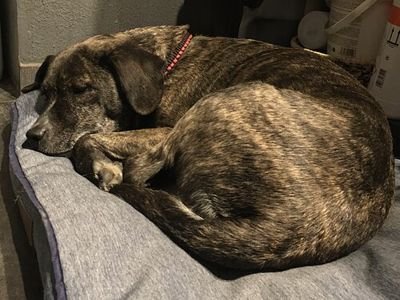 Brindle dog curled up asleep on a gray padded pet mat (item type photo, not the exact product)
