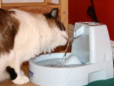 Long-haired cat drinking from a pet water fountain (item type photo, not the exact product)