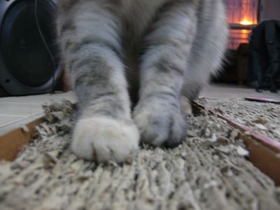Grey cat paws kneading a corrugated cardboard scratch pad (item type photo, not the exact product)