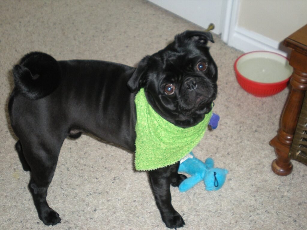 Black pug wearing a loose green bandana