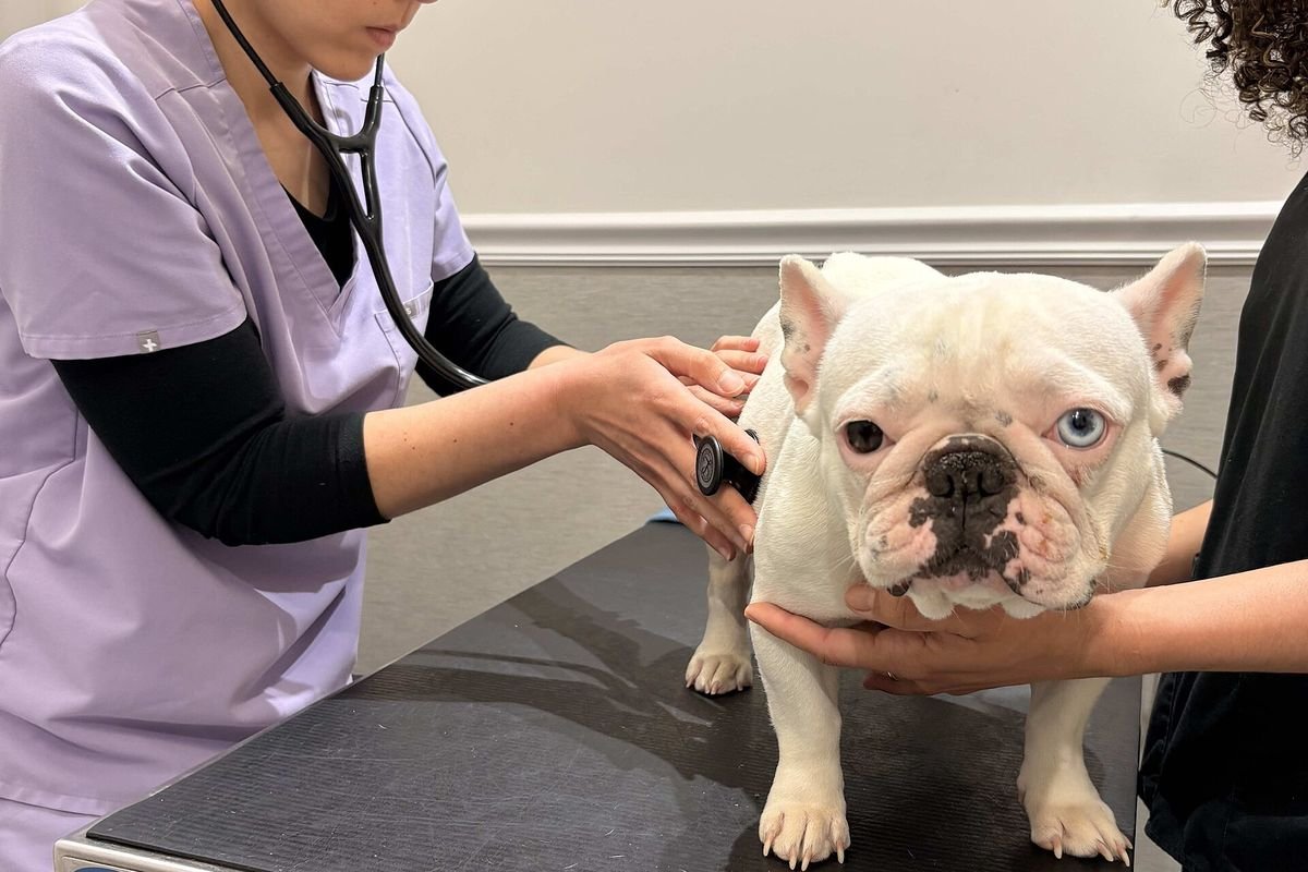 New World Screwworm in Dogs and Cats: Signs, Risk and What US Pet Owners Should Do (2026)