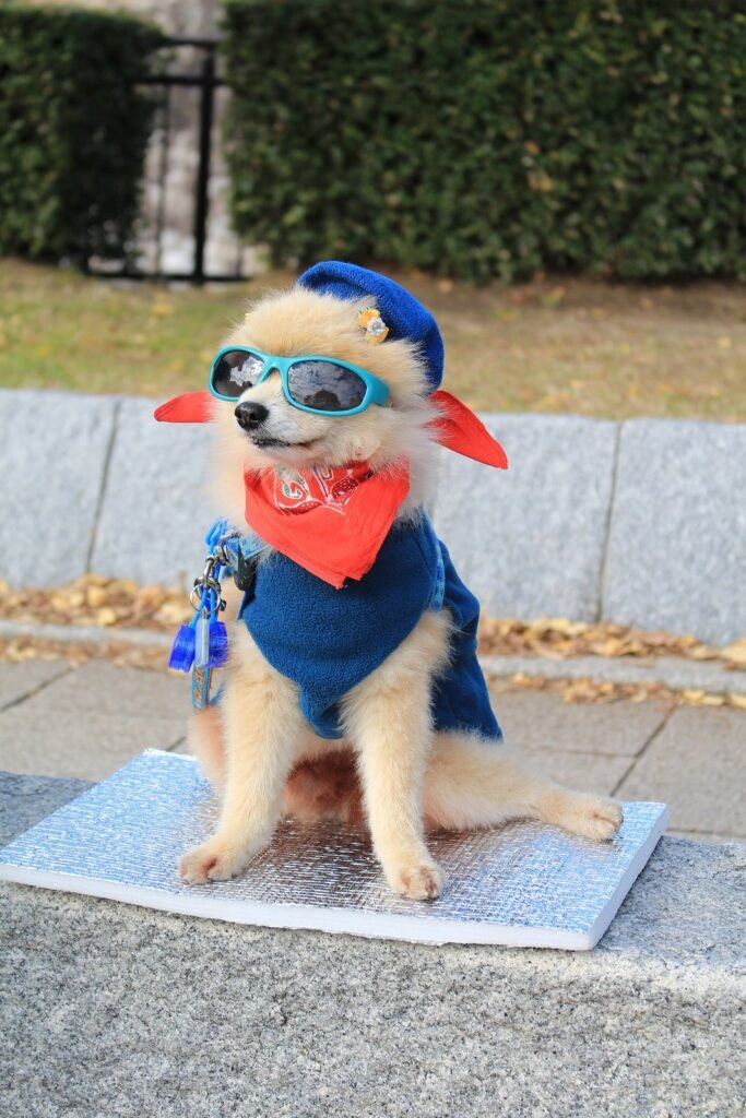 Small fluffy dog wearing goggles, a hat, a bow and a blue cape, sitting on a mat