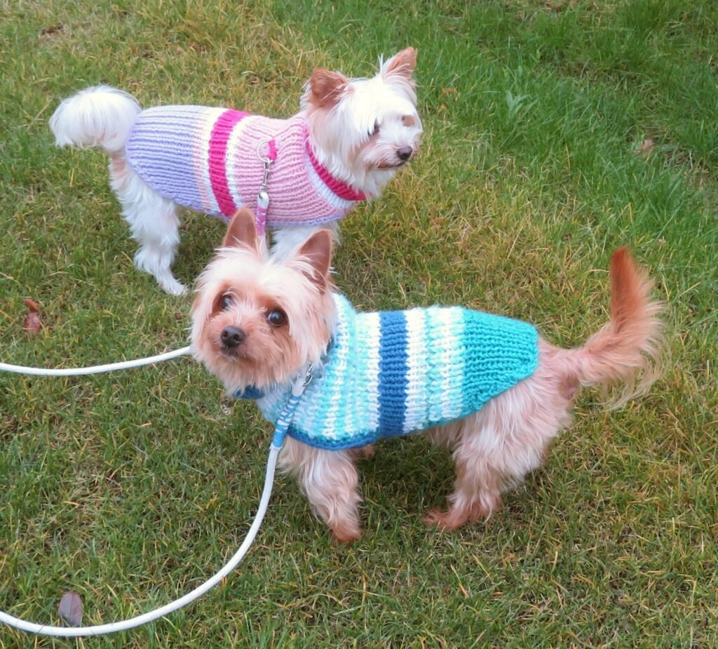 Two small dogs on leashes wearing knitted sweaters on a lawn