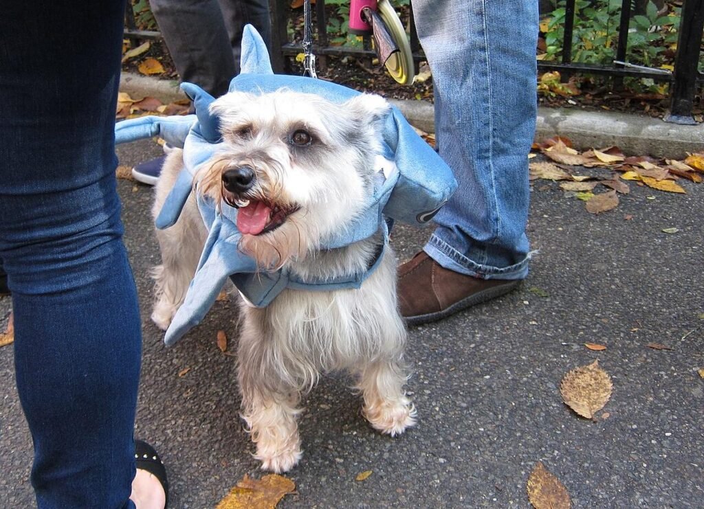 Small scruffy terrier wearing a light blue shark costume, mouth open and relaxed, standing on a sidewalk covered in autumn leaves