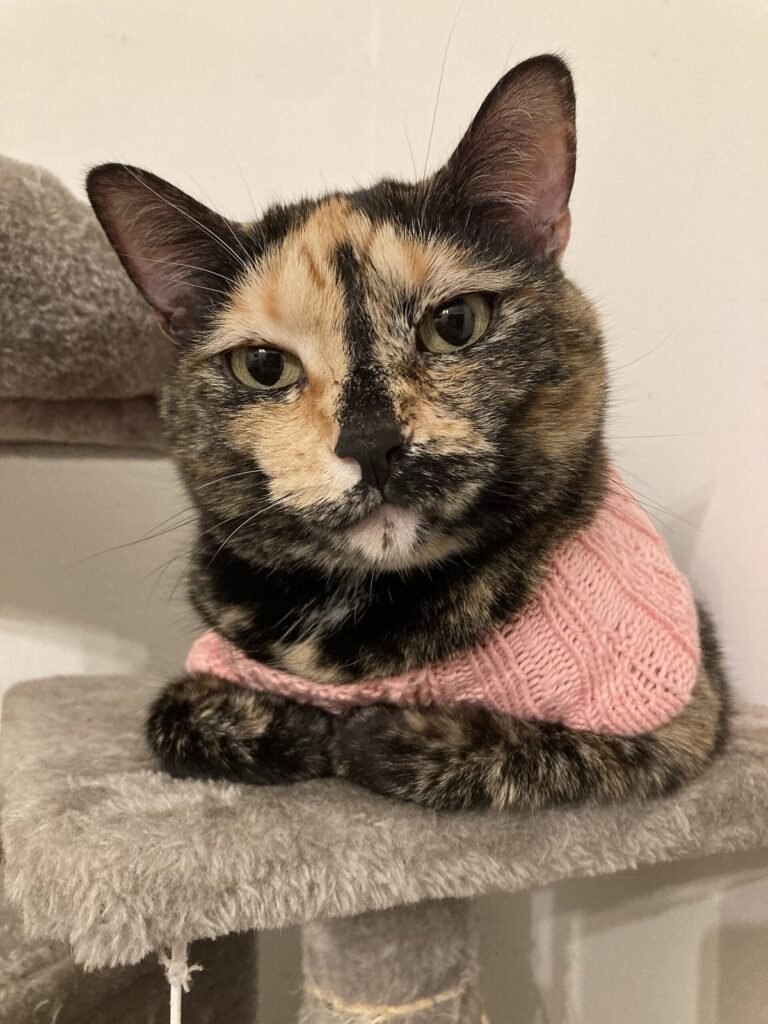 Tortoiseshell cat resting on a cat tree wearing a pink knitted sweater